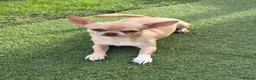 Chihuahua dogs for stud: Chihuahua stud dog - Advert 1
