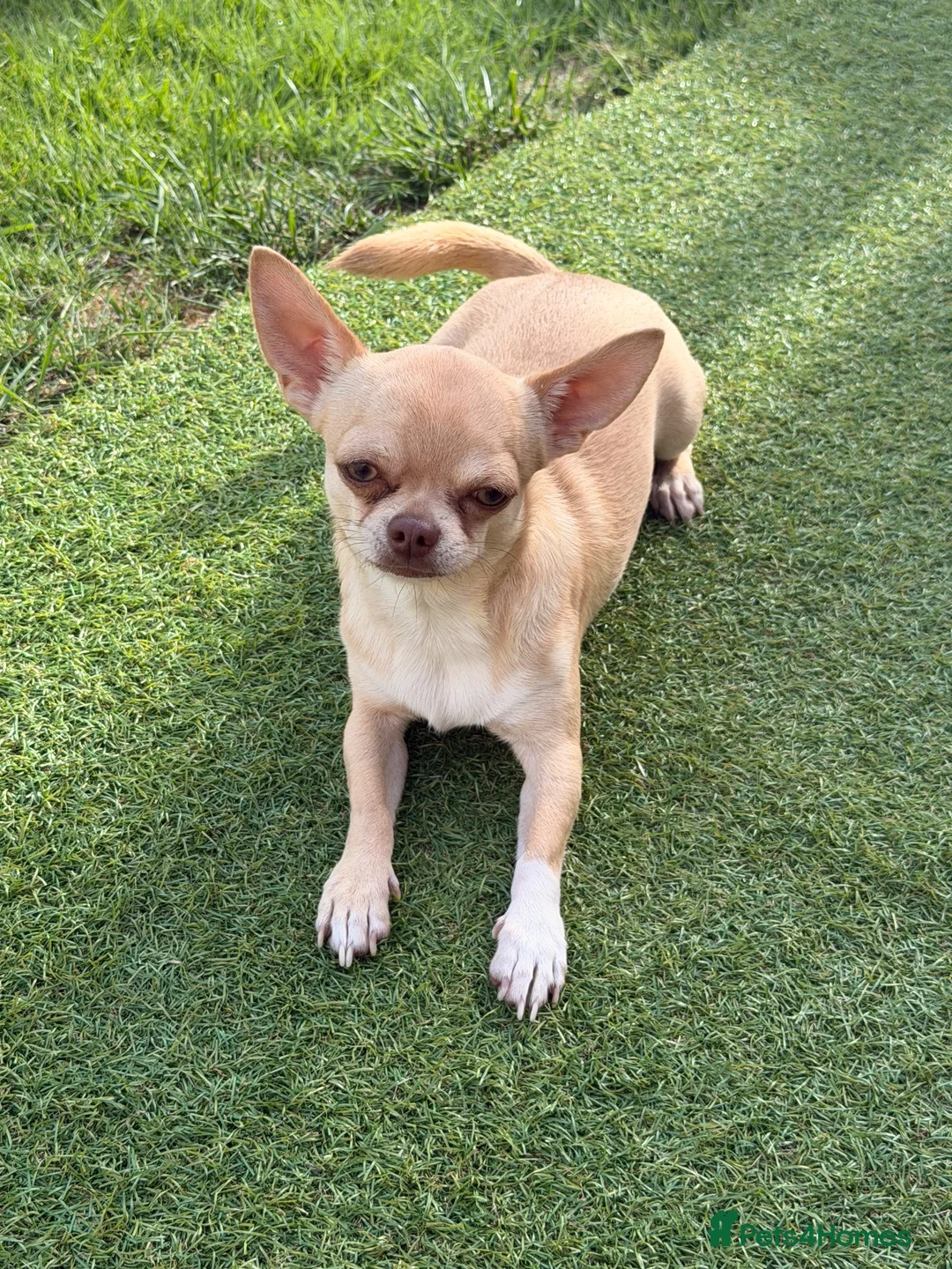 Chihuahua dogs for stud: Chihuahua stud dog - Advert 1