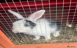 Mixed Breed rabbits for sale: Baby bunny called boo - Image 2