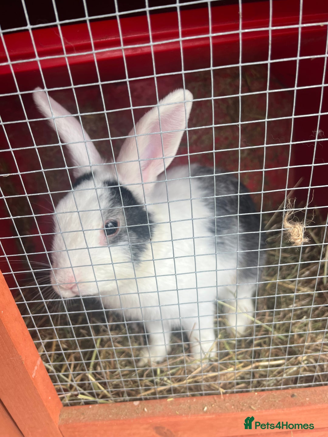 Mixed Breed rabbits for sale: Baby bunny called boo - Image 2
