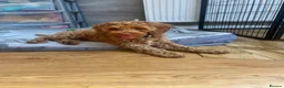 Australian Labradoodle dogs for sale: ♥️♥️price drop/Lovely girl/Australian labradoodle - Advert 14
