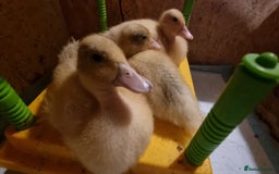 Ducks poultry for sale: Call ducks unsexed - Image 1