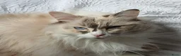 Ragdoll cats for sale: Tortie Ragdoll and Ragdoll x Turkish Angora  - Advert 14