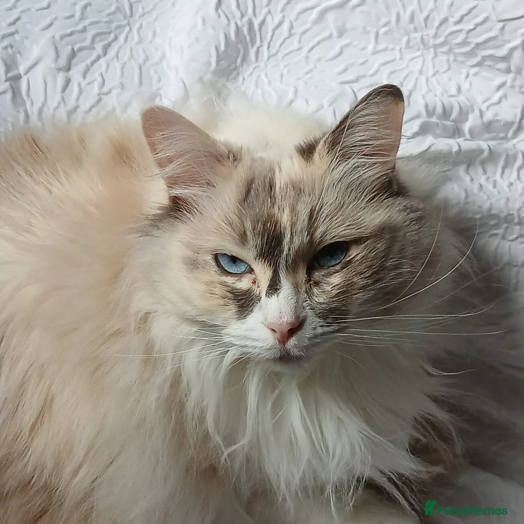 Ragdoll cats for sale: Tortie Ragdoll and Ragdoll x Turkish Angora  - Advert 14