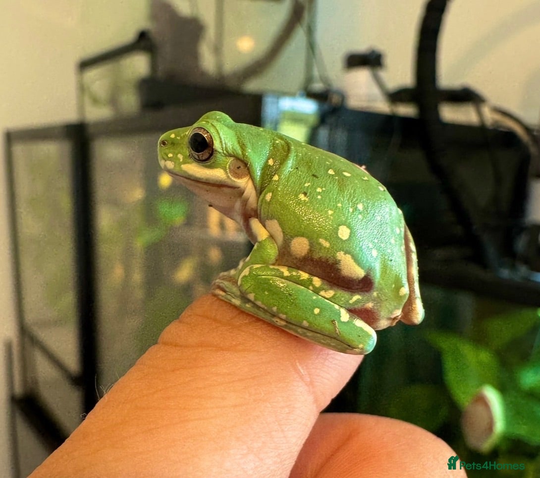Frog reptiles Whites tree frog juveniles  - Advert 9