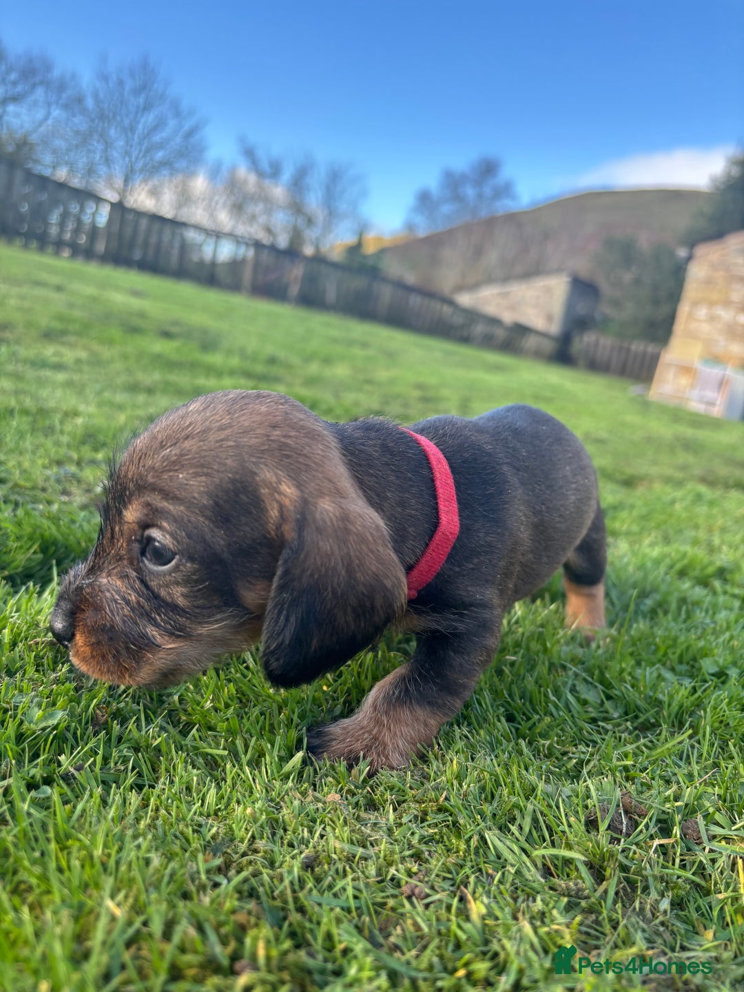 Dachshund dogs for sale: WHD - Wirehaired Dachshund (Teckle) Pups - Image 29