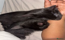 Bombay cats for sale: My cats  - Image 2