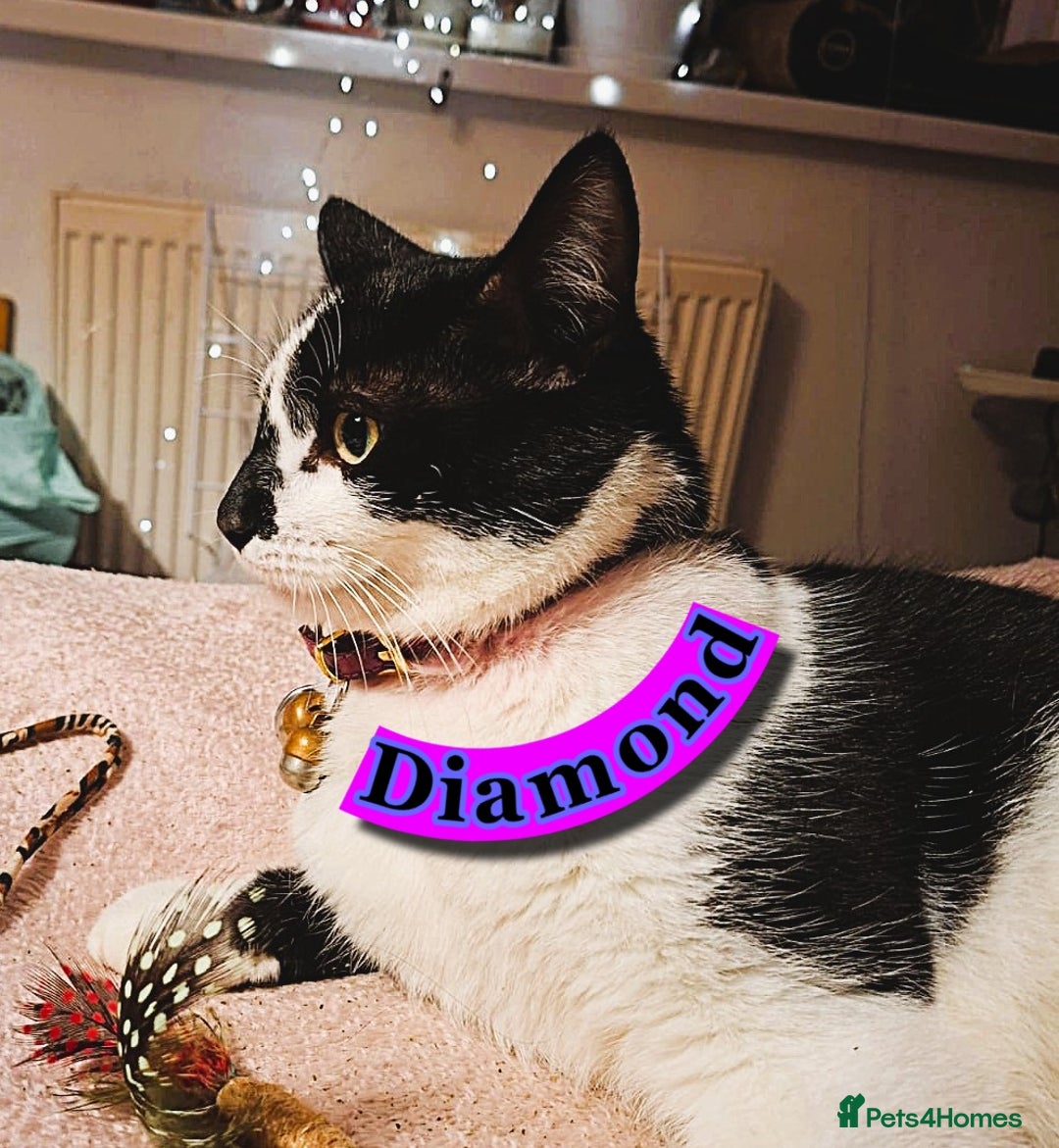 Mixed Breed cats for sale: Free to a Loving Home 2 Cats& 1 Kitten-Swansea - Advert 14