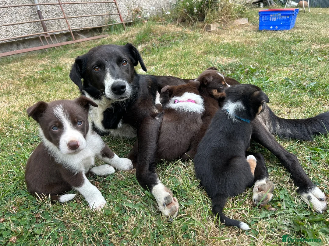 Mixed Breed dogs for sale: One female collie pup for sale  - Advert 1