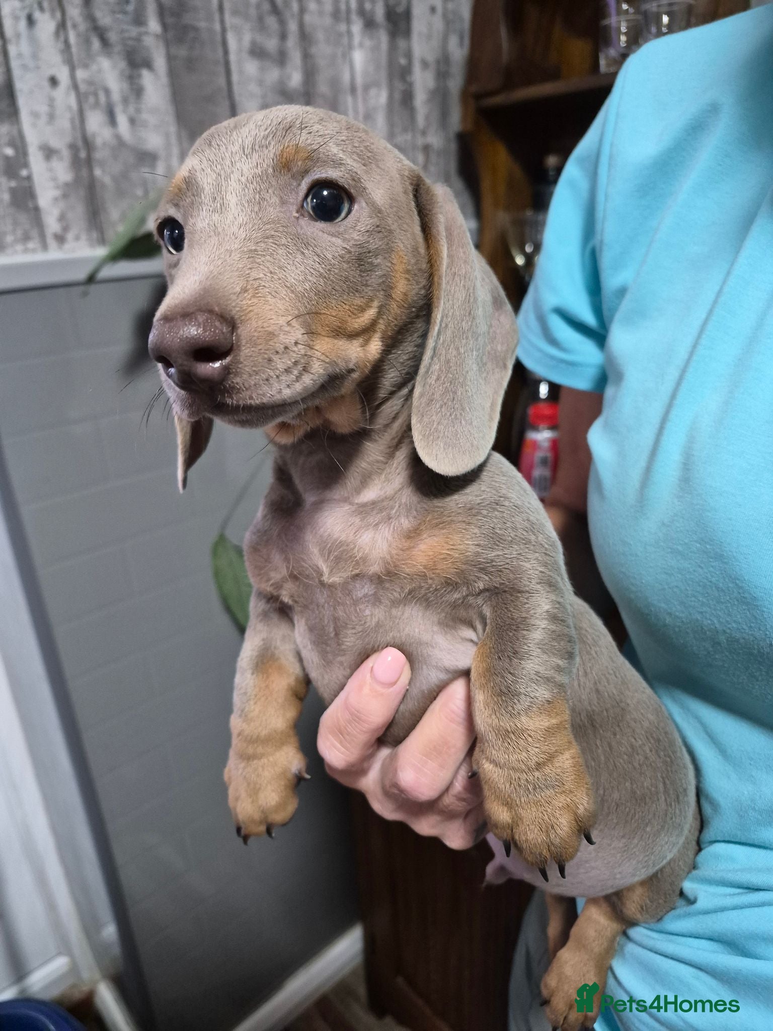 Miniature Dachshund dogs Charming KC Registered Miniature Dachshund Boy - Advert 2