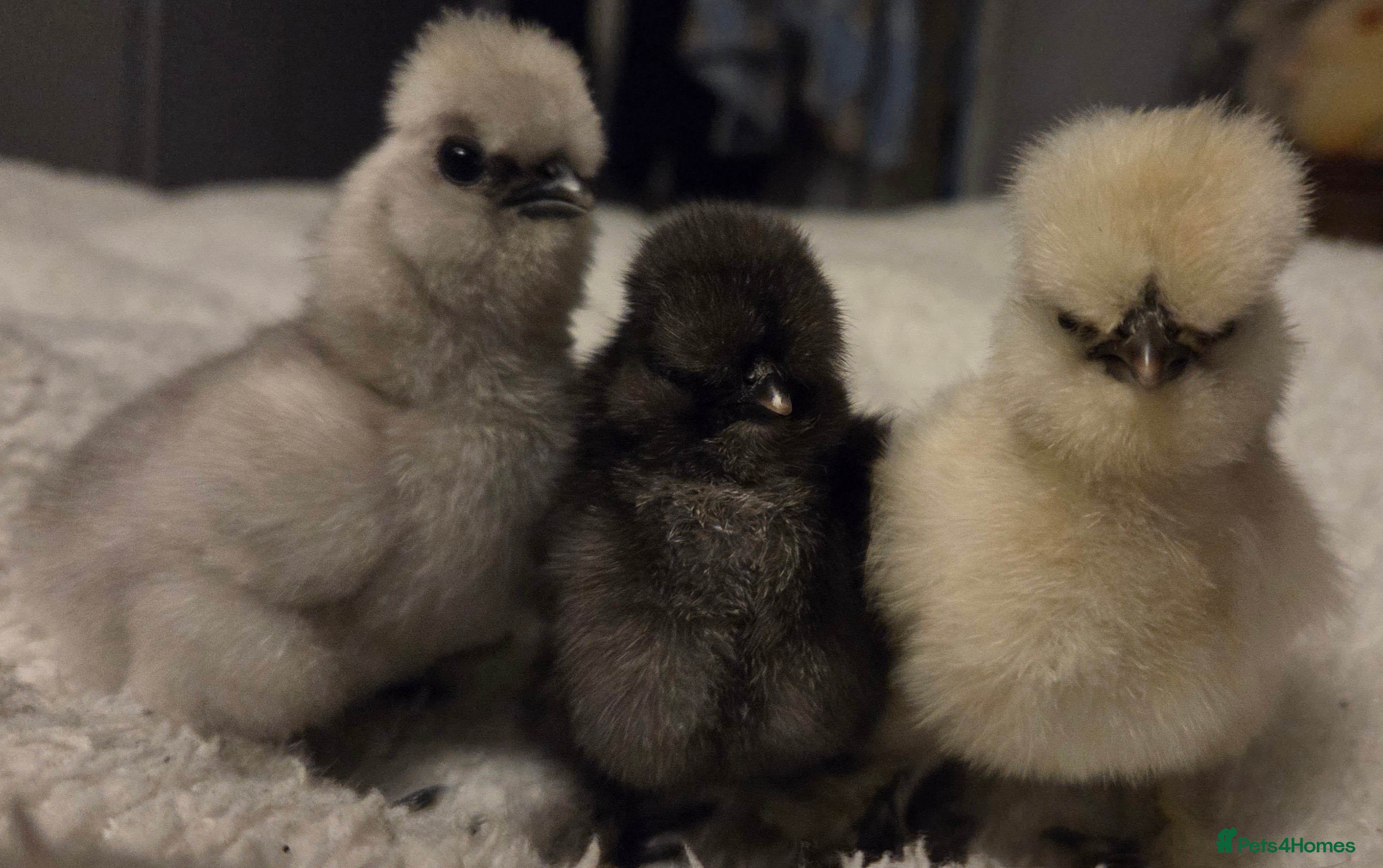Chickens poultry  NEW 2026 USA  silkie/ silkies chick's  - Advert 11