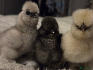 Chickens poultry NEW 2026 USA silkie/ silkies chick's - Advert 6