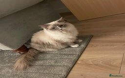 Ragdoll cats for sale: Female Ragdoll  - Image 12