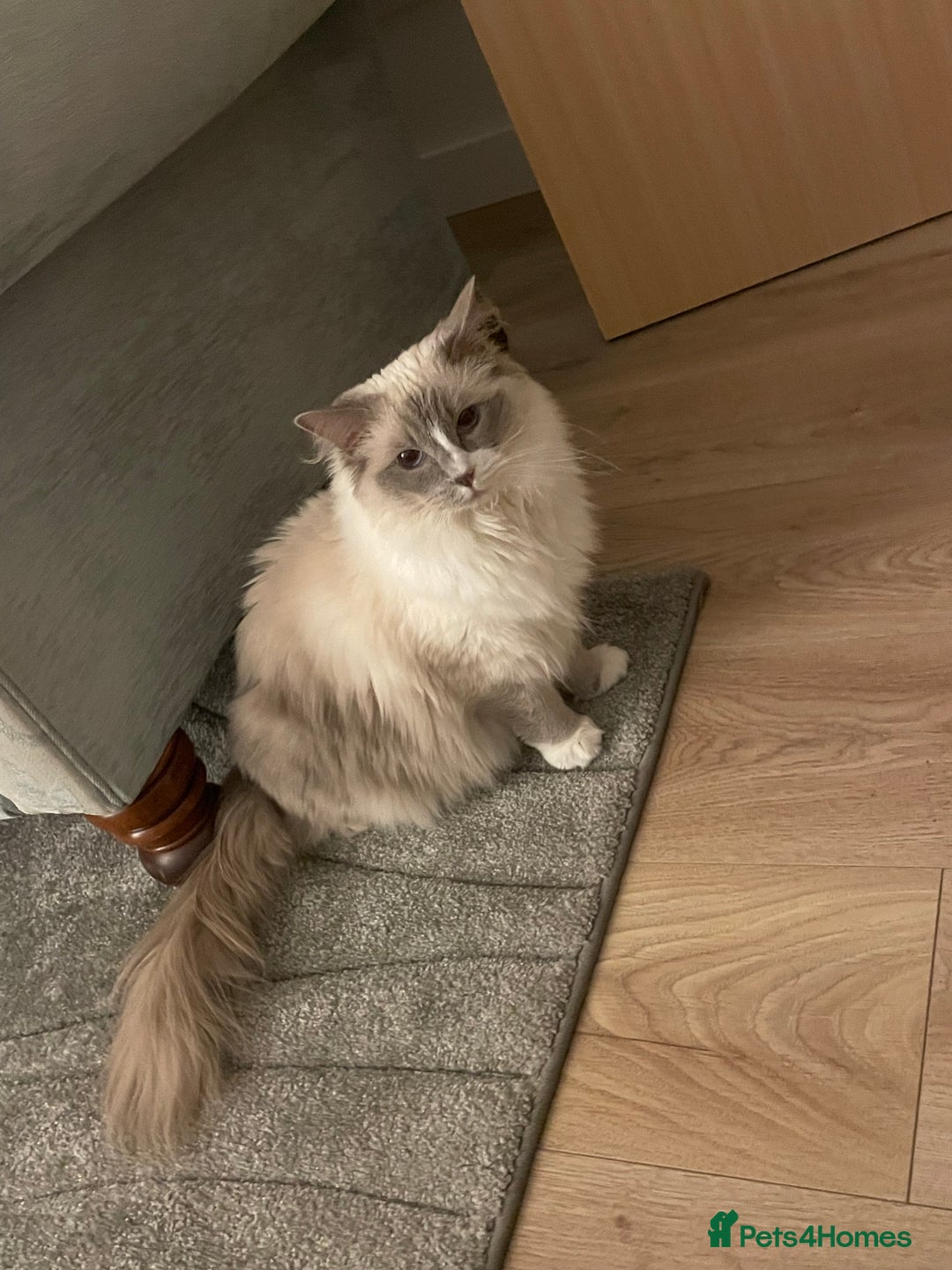 Ragdoll cats for sale: Female Ragdoll  - Image 12