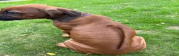 Rhodesian Ridgeback dogs for sale: Rhodesian Ridgeback puppies, health tested kc reg - Advert 6
