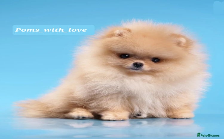 Pomeranian dogs - Advert 12