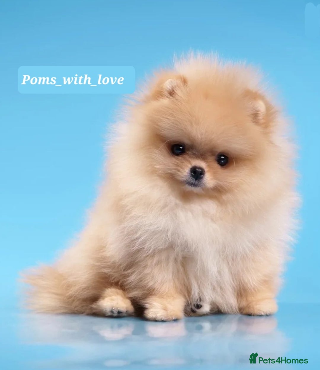Pomeranian dogs for sale: Super tiny 2 Girls & a boy 💙💓 - Image 1