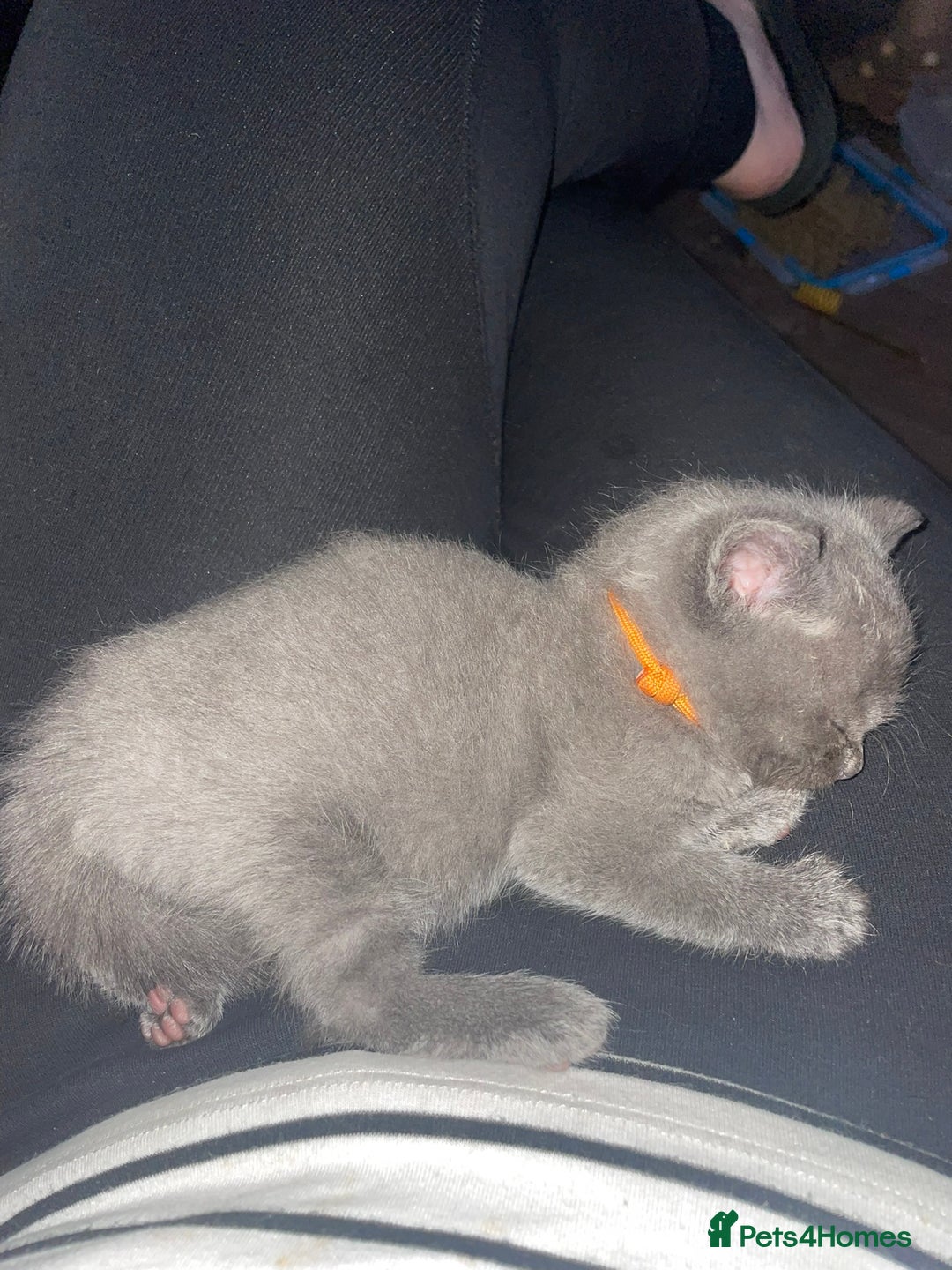 Ragdoll cats for sale: Cuddly & Sweet Ragdolls - Image 21