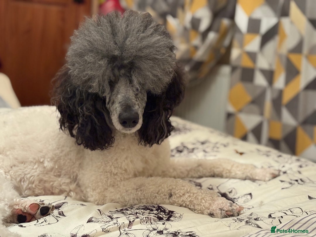 Poodle dogs for sale: Beautiful female merle parti poodle  - Advert 7