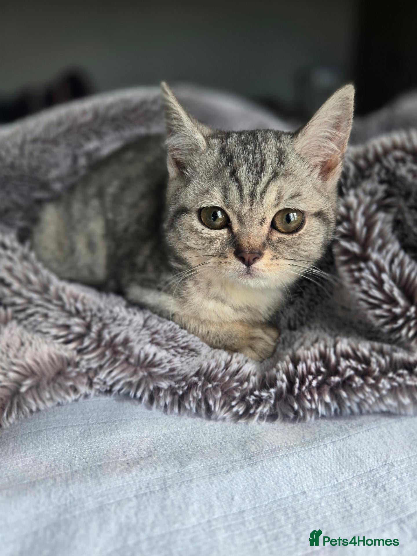 British Shorthair cats British Shorthair kittens READY NOW - Advert 17