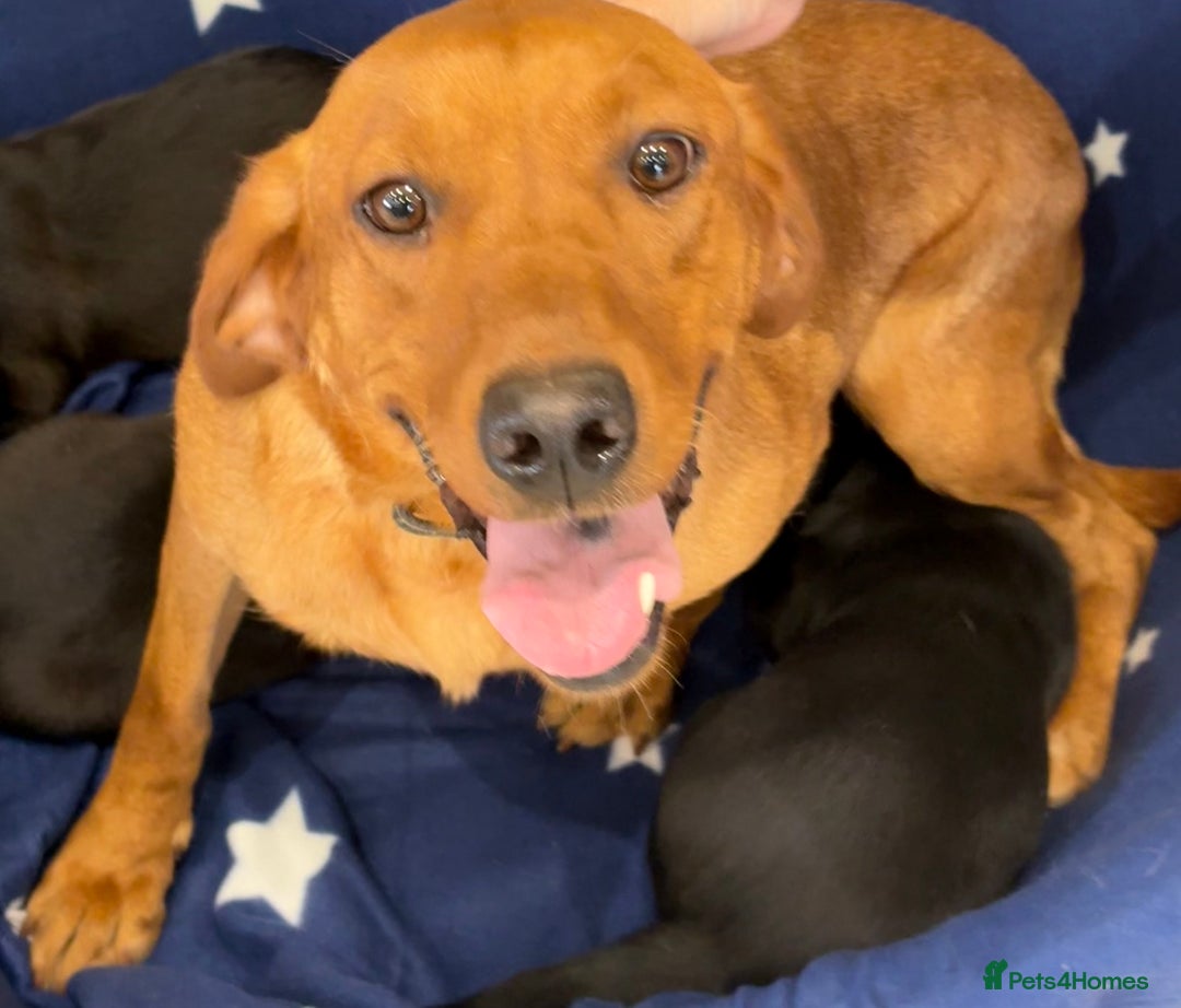 Borador dogs for sale: Gorgeous Lab x Collie pups - Image 3