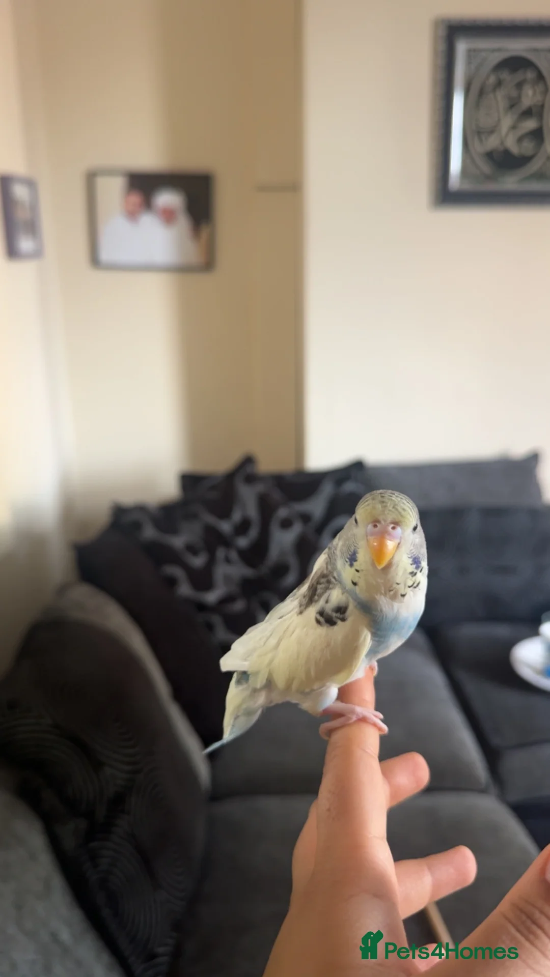 Budgerigars birds for sale: Budgies pair  - Advert 14