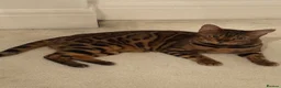 Bengal cats for sale: Outstanding Little Leopards 🐆  - Advert 9