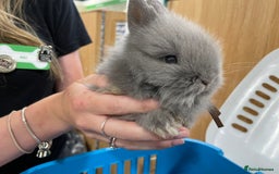 Lionhead rabbits for sale: 5 female Double Mane Lion head Doe’s for sale  - Image 11