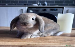Mini Lop rabbits for sale: Mini lop rabbits  - Image 7