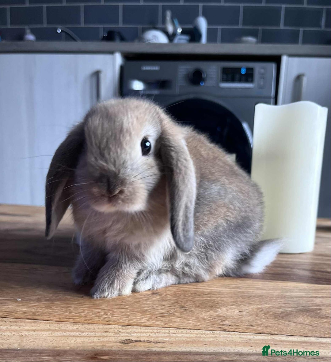 Mini Lop rabbits for sale: Mini lop rabbits  - Image 7