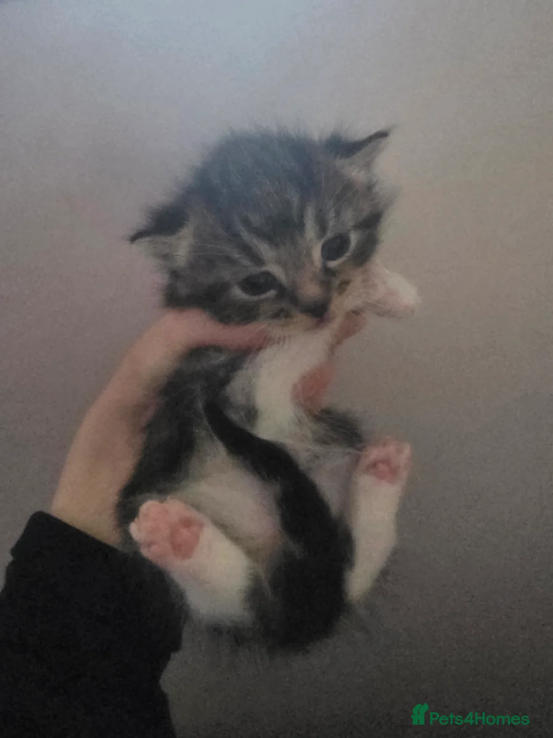 Mixed Breed cats for sale: Mix breed kittens - Advert 28