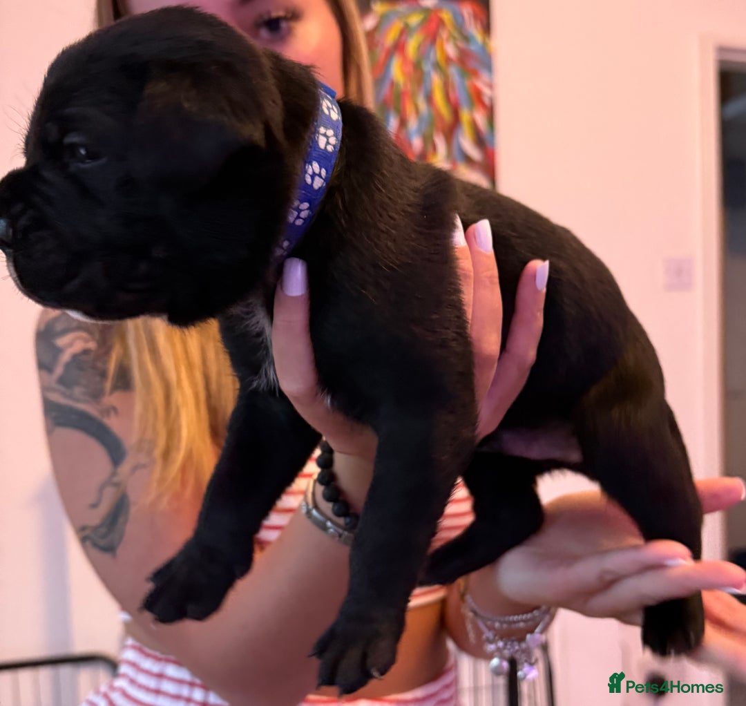 Cane Corso dogs for sale: CANE CORSO PUPS - Image 4