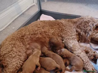 Cockapoo dogs F2 miniature Cockapoo puppies READY NOW! - Advert 1