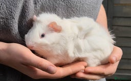 Guinea Pig rodents for sale: Young Guinea Pigs – 3 Litters Ready & Reserve - Image 12