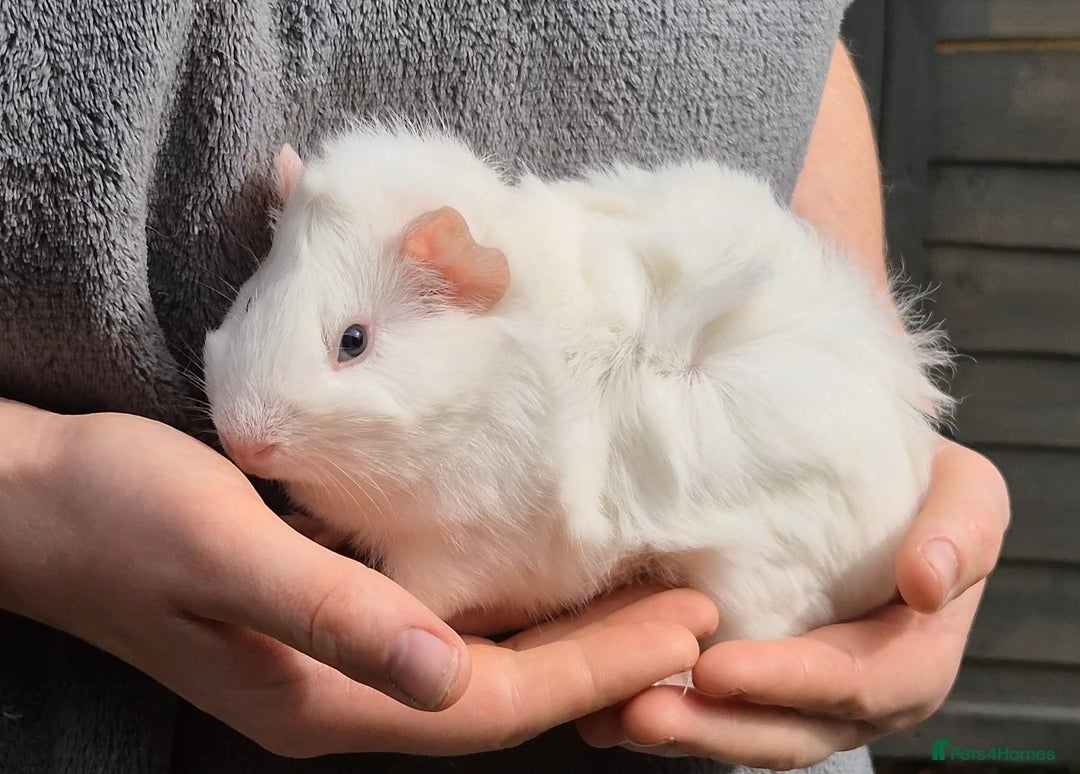 Guinea Pig rodents for sale: Young Guinea Pigs – 3 Litters Ready & Reserve - Image 12