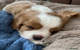 Cavalier King Charles Spaniel dogs for sale: KC Reg. BOYS DNA clear and Health Tested Parens - Image 9