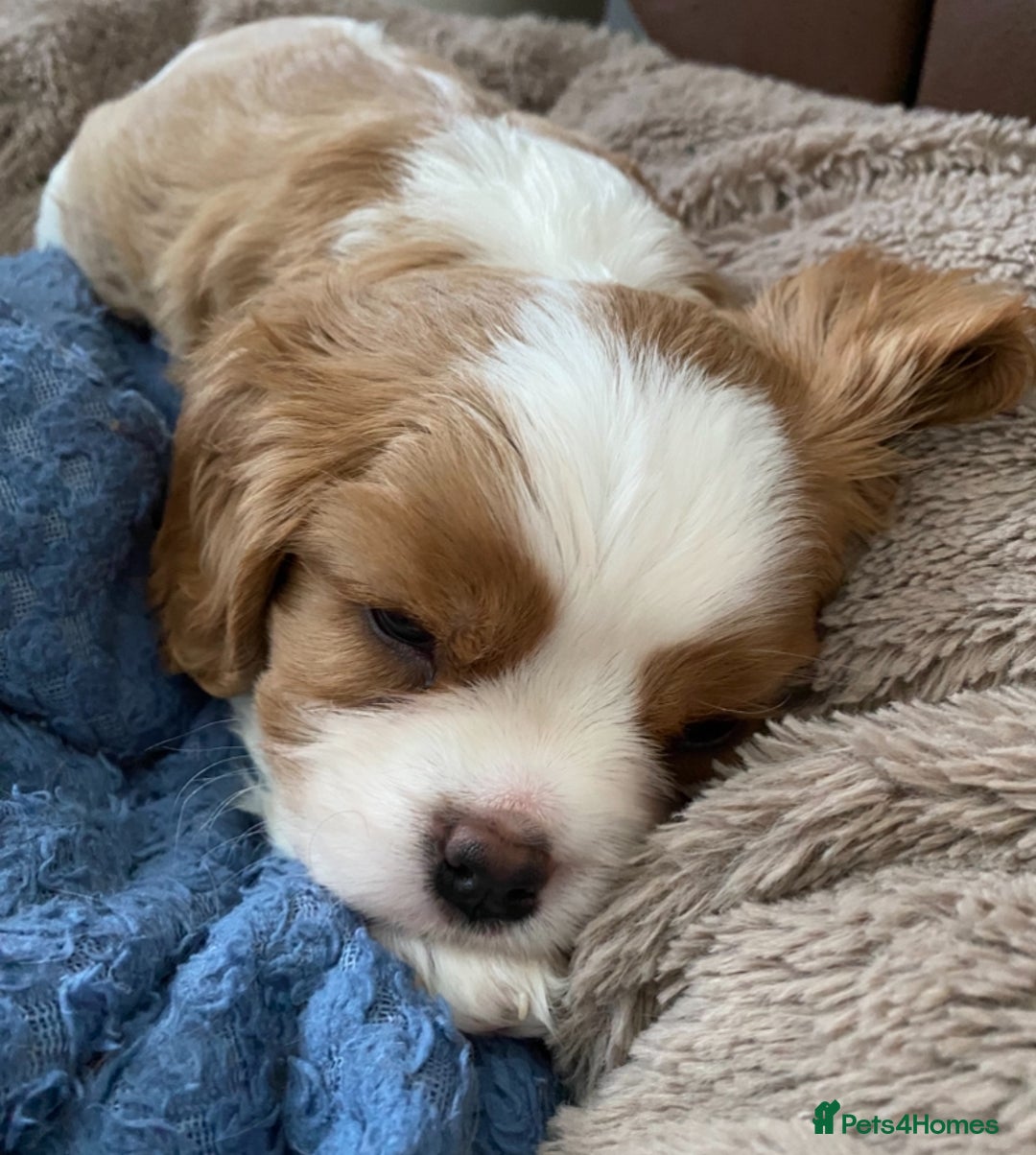 Cavalier King Charles Spaniel dogs for sale: KC Reg. BOYS DNA clear and Health Tested Parens - Image 9