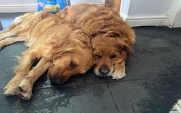 Golden Retriever dogs for sale: **True Gold** Pure Golden Retriever Puppies - Image 14