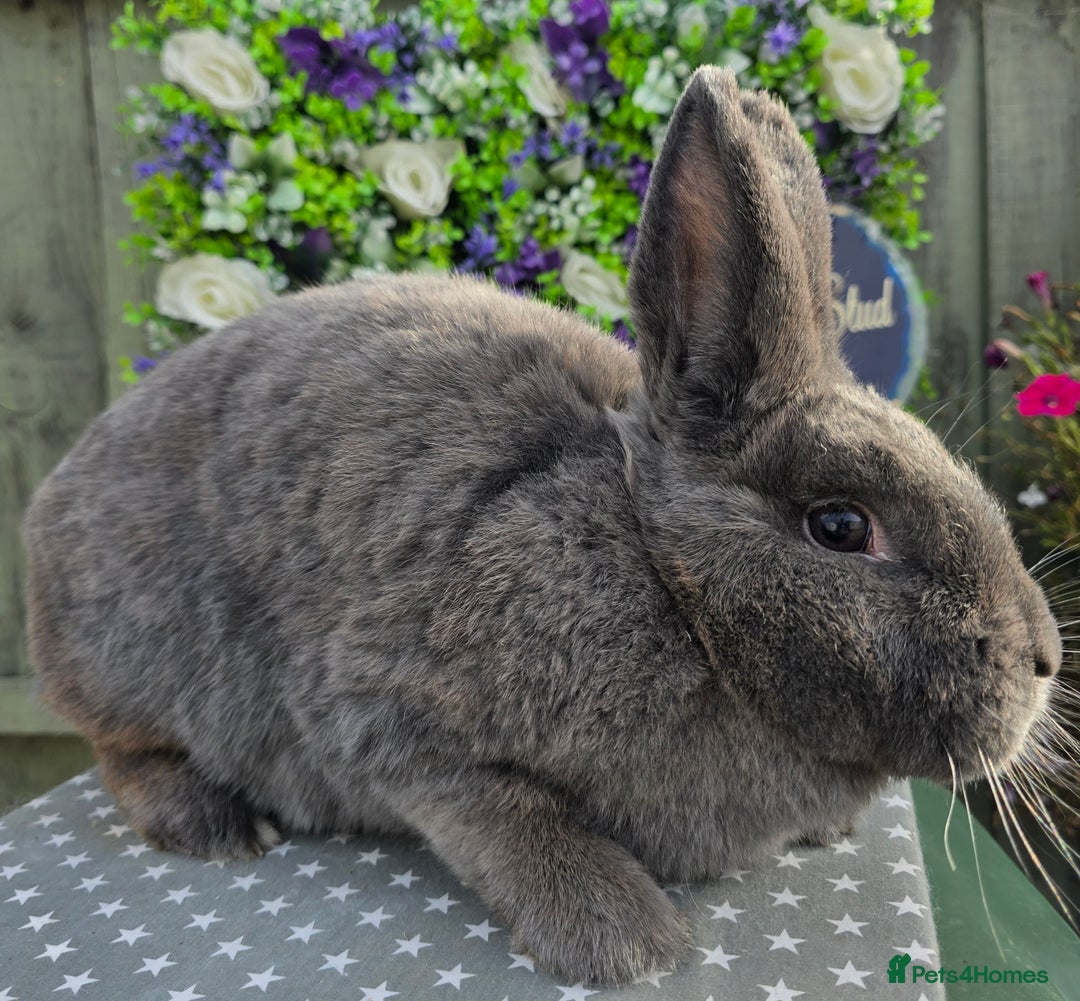 Mixed Breed rabbits for sale: Purebred Holicers - Image 4