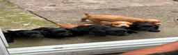 Cocker Spaniel dogs for sale: Legally docked KC cockers  - Advert 3