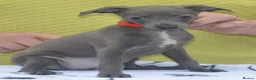 Italian Greyhound dogs for sale: KC reg Blue Italian greyhound puppys - Advert 7