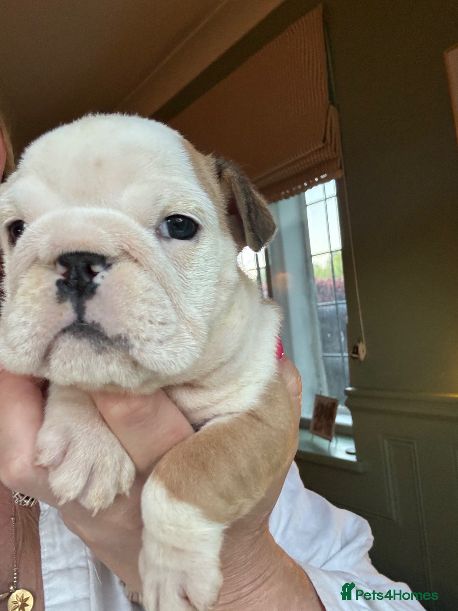 English Bulldog dogs 1 gorgeous girl left! red&white kc registered! - Advert 9