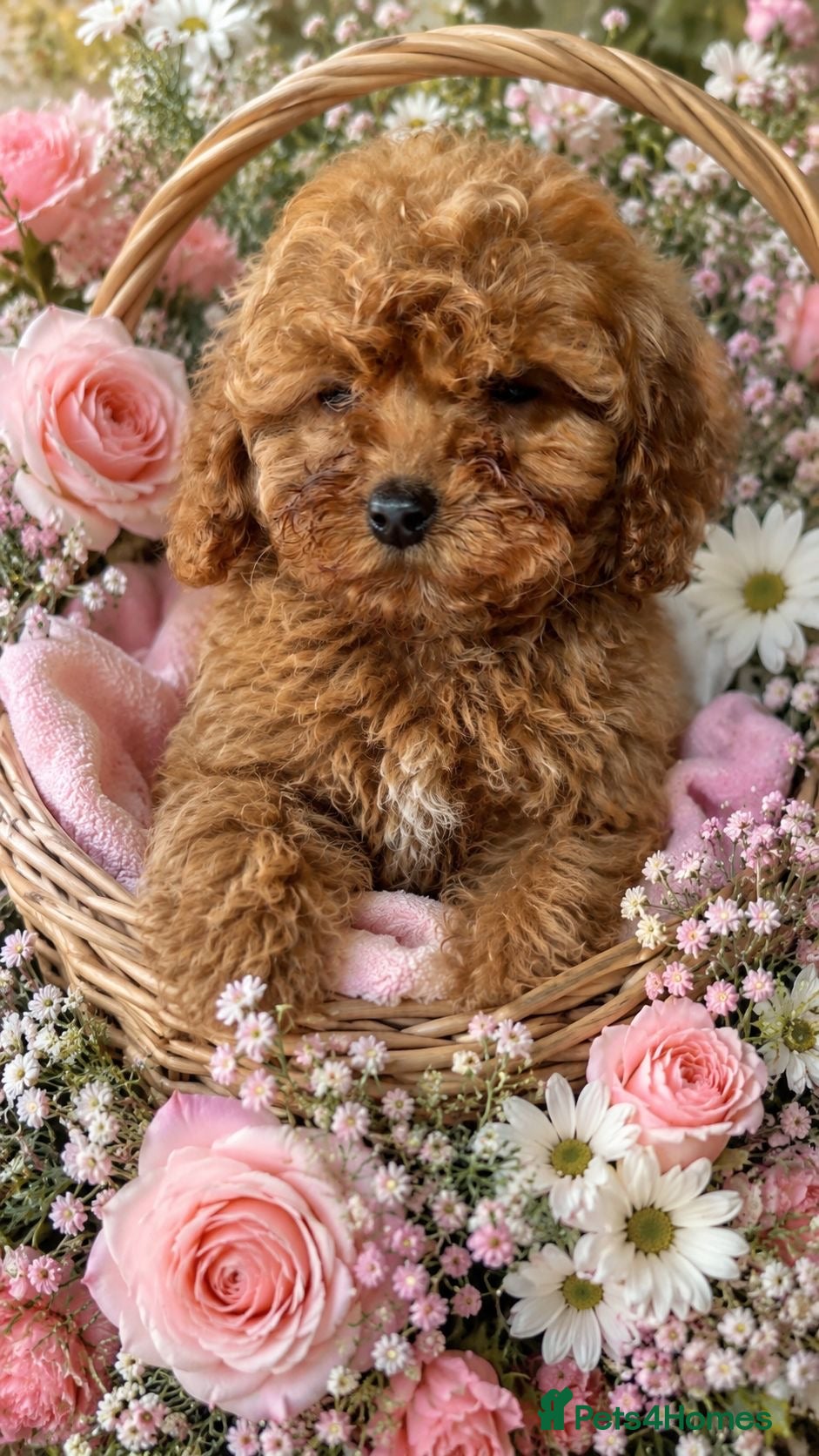 Standard Poodle dogs poodle puppys miniature - Advert 14