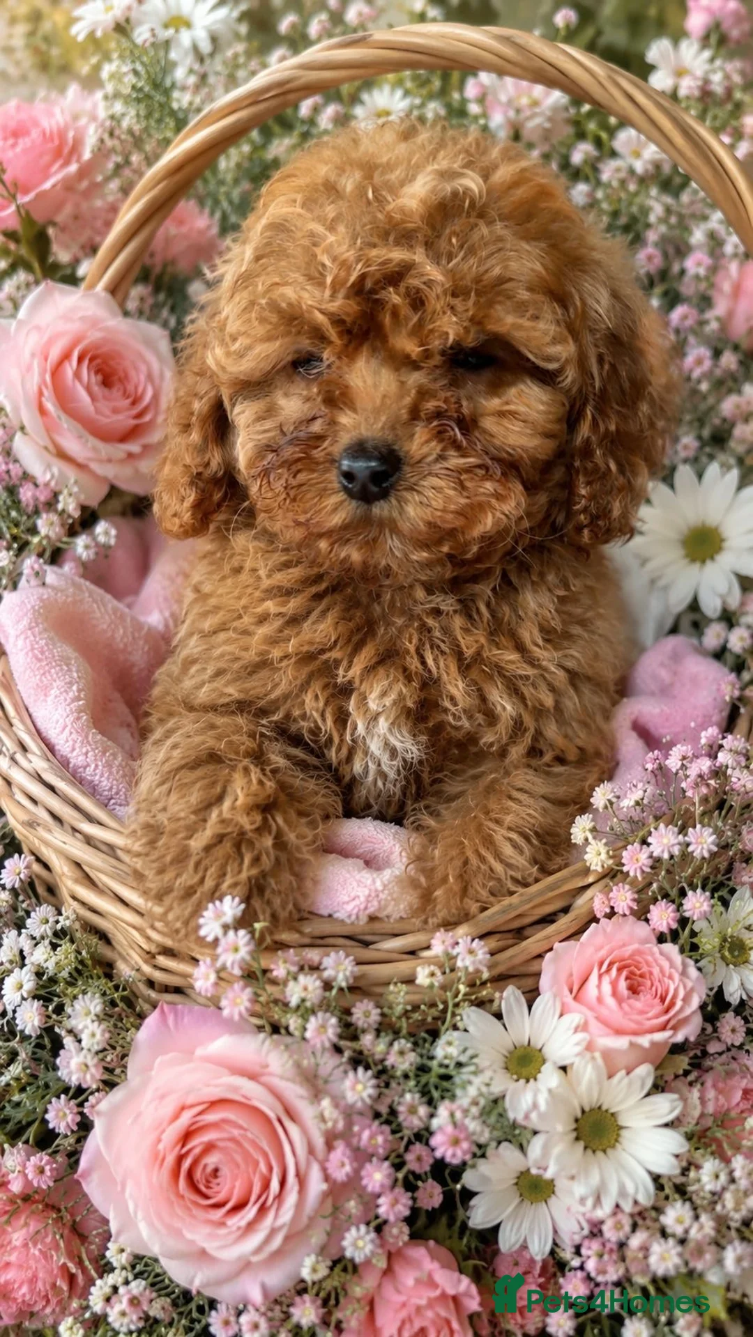 Standard Poodle dogs for sale:  miniature poodle puppy’s  - Advert 1