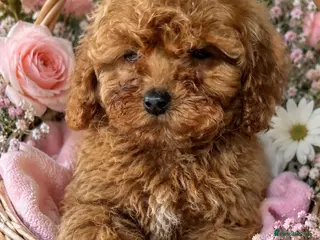 Standard Poodle Puppies for sale in Melton, Suffolk | Pets4Homes Standard Poodle Puppies for sale in Melton, Suffolk | Pets4Homes