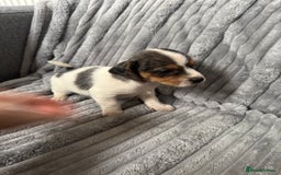 Jack Russell dogs for sale: Pure bred merle short legged jack Russell  - Image 8