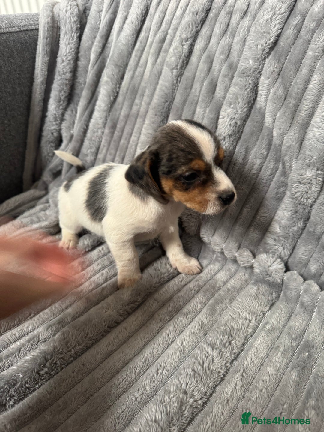 Jack Russell dogs for sale: Pure bred merle short legged jack Russell  - Image 8