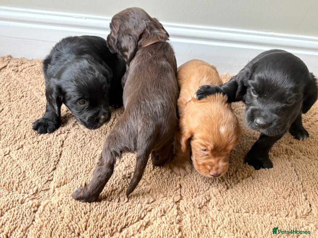 Cocker Spaniel dogs for sale: Stunning cocker spaniel puppies  - Image 18