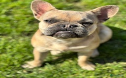 French Bulldog dogs for sale: Female French bulldog  - Image 5