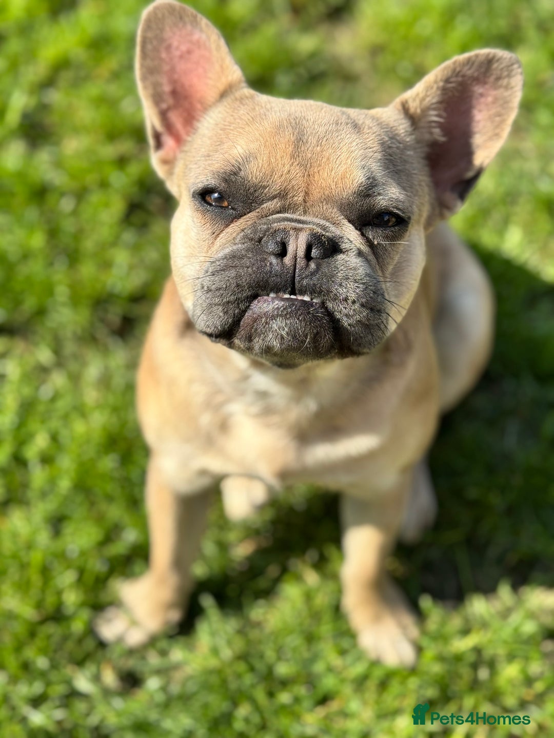 French Bulldog dogs for sale: Female French bulldog  - Image 5
